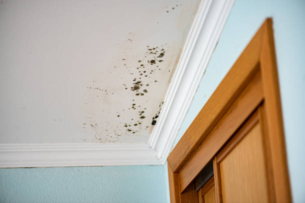 Environmental Consulting for Mold Prevention in West Burlington, IA